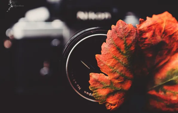 Осень, лист, камера, фотоапарат, линза, обьектив