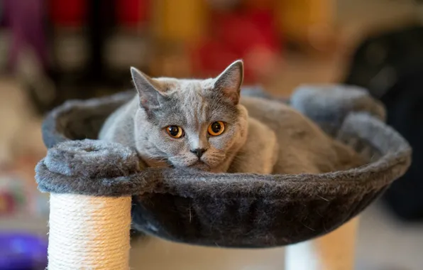 Кошка, кот, взгляд, морда, серый, лежит, мех, помещение