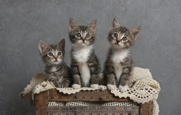 Кошки, котенок, котята, ящик, серые, трио, полосатые, три котенка