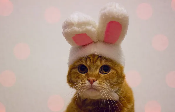 Кошка, кот, взгляд, котенок, фон, портрет, кролик, рыжий