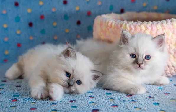 Кошка, взгляд, поза, котенок, котята, белые, голубые глаза, малыши