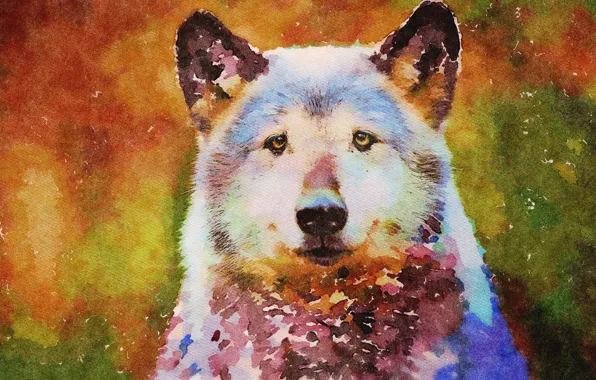 Forest, nature, dog, wolf