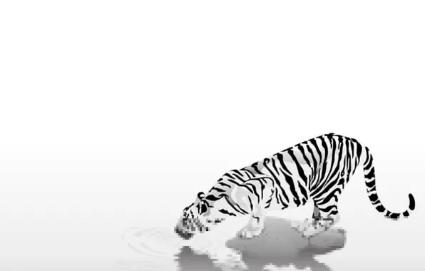 Животные, простота, полоски, тигр, black & white, черно-белый, осторожность, жажда