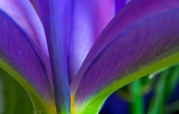 Картинка цветок, фиолетовый, листья