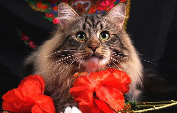 Картинка кошка, глаза, кот, взгляд, морда, цветы, серый, фон