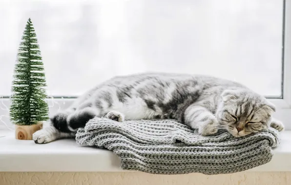 Зима, кошка, кот, поза, серый, сон, рождество, шарф