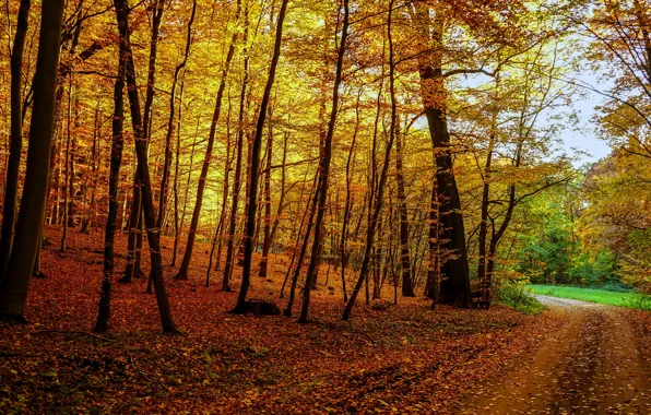 Дорога, осень, лес, листья, деревья, ветки, природа, парк