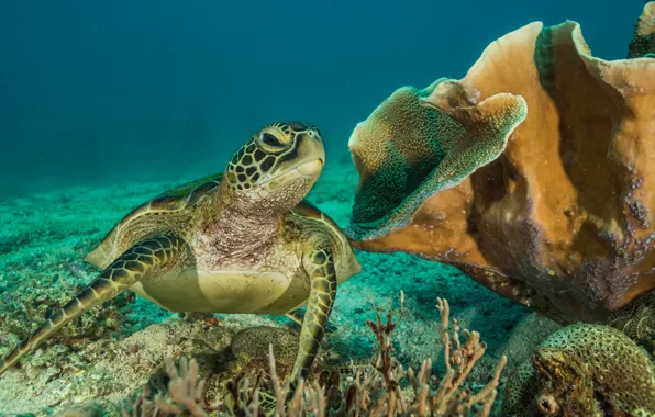 Море, черепаха, кораллы, подводный мир, под водой, морская черепаха, плавание