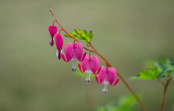 Лето, цветы, природа, боке, разбитое сердце