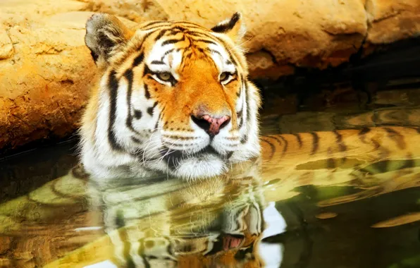 Картинка природа, тигр, фон