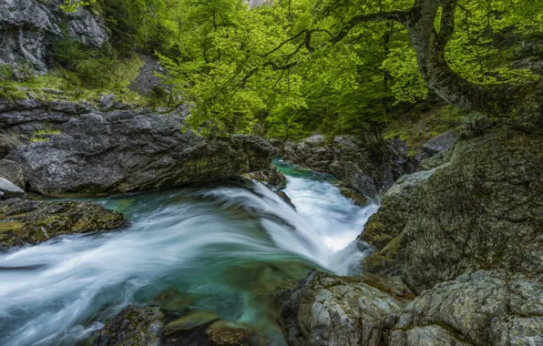 Зелень, лес, деревья, скалы, листва, водопад, поток