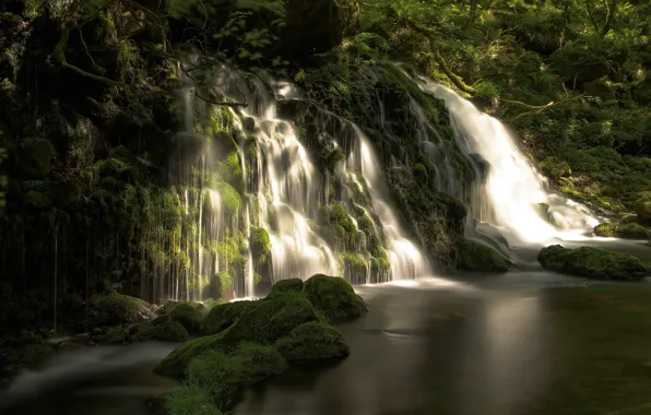 Картинка зелень, лес, лето, вода, свет, пейзаж, ветки, природа