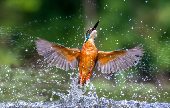 Картинка вода, брызги, крылья, зимородок, kingfisher