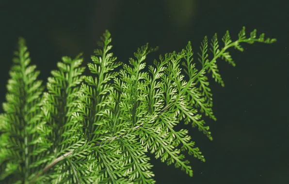 Картинка листья, растение, зеленое