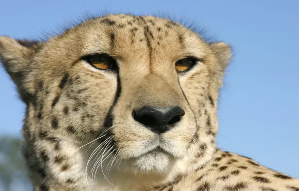 Beautiful, Cheetah, staring