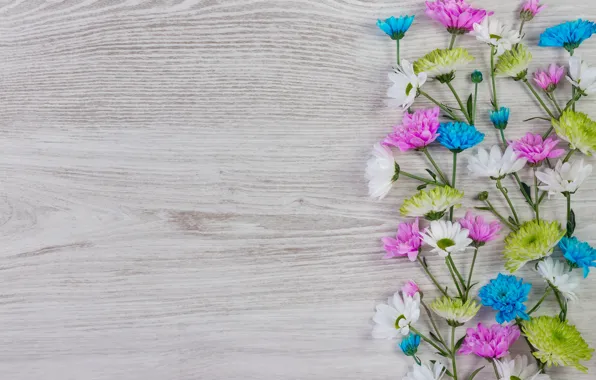 Картинка цветы, colorful, white, хризантемы, wood, blue, pink, flowers