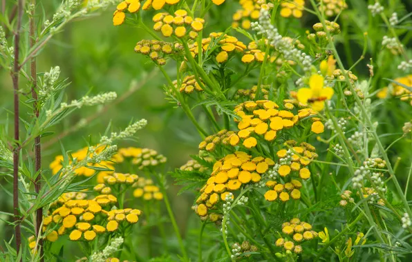 Flower, yellow, meadow