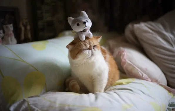 Кошка, кот, комната, игрушка, юмор, подушки, перс, мордочка