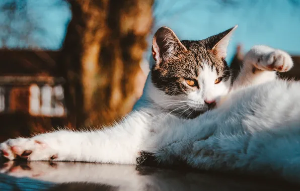 Кошка, кот, взгляд, поза, портрет, мордашка