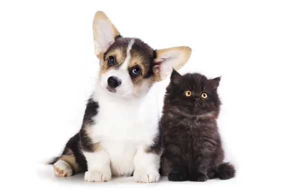 Язык, кошка, взгляд, поза, котенок, вместе, черный, собака