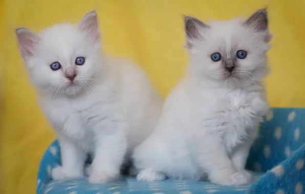 Взгляд, котенок, котята, белые, котёнок, малыши, парочка, дуэт