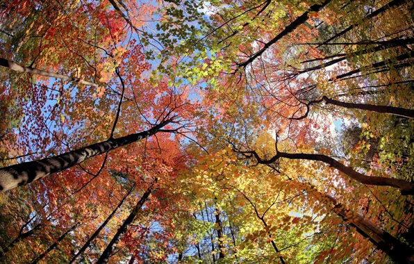 Картинка осень, небо, листья, деревья