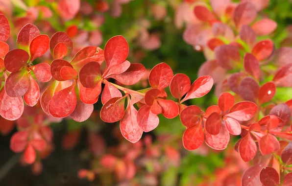 Red, leafs, twig