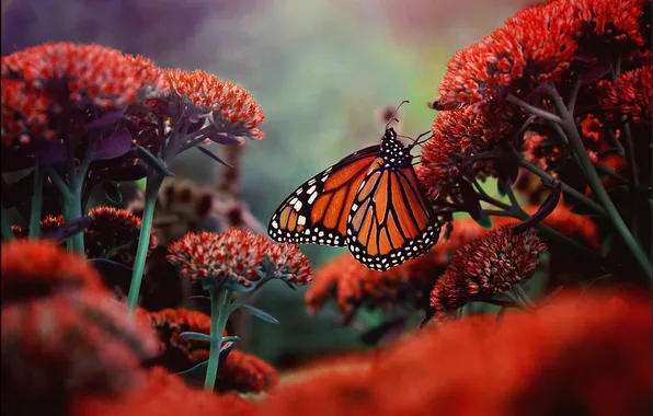 Цветы, бабочка, насекомое