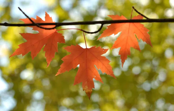 Картинка осень, листья, природа, ветка, клен