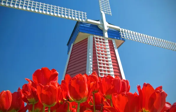 Небо, цветы, тюльпаны, Нидерланды, ветряная мельница