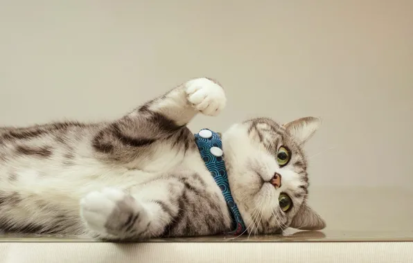 Кошка, кот, взгляд, поза, котенок, лапки, лежит, ошейник
