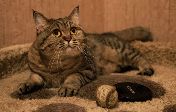 Кошка, кот, взгляд, клубок, уют, лежит, коврик, крышка