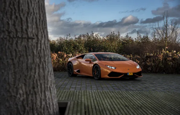 Картинка Lamborghini, Tree, Huracan, LP610-4