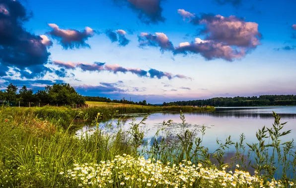 Лес, лето, трава, облака, цветы, озеро, синева, берег