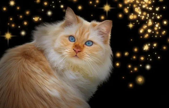 Картинка кот, взгляд, рыжий, звёздочки, тёмный фон