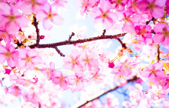 Дерево, ветка, весна, сакура, цветение