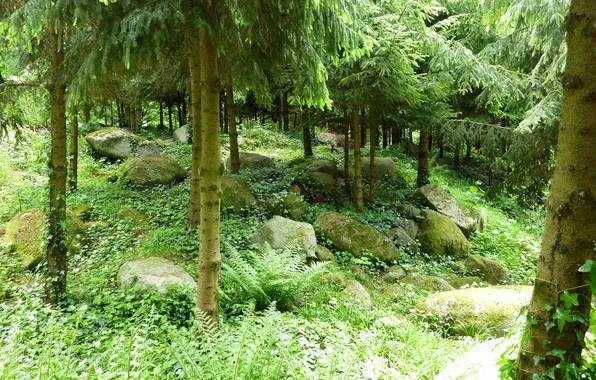 Зелень, трава, деревья, камни, Франция, сад, хвоя, Albert-Kahn Japanese gardens