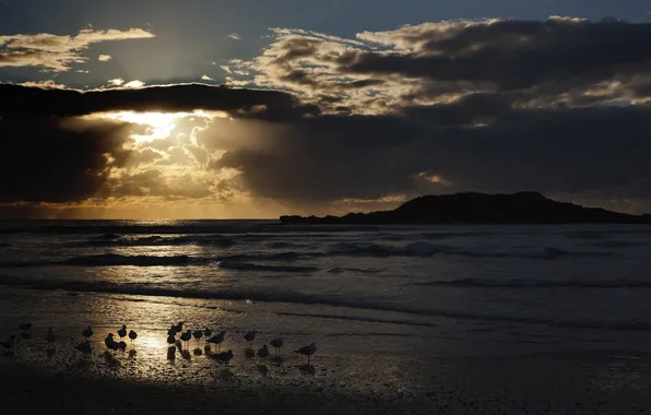 Море, пейзаж, ночь, птица