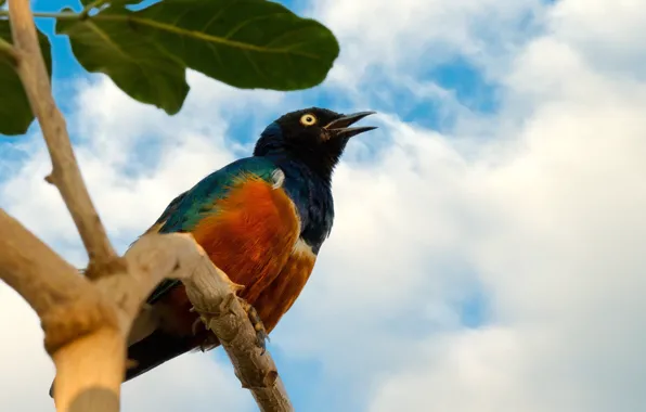 Nature, bird, animal