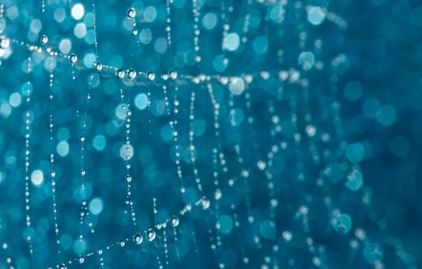 Water, bokeh, drops, web
