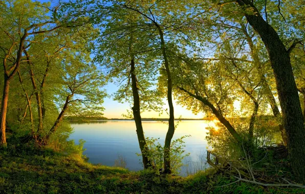 Картинка вода, солнце, свет, ветки, листва, Деревья