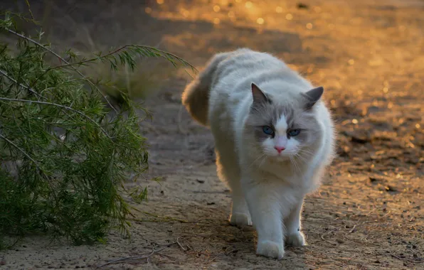 Кошка, кот, утро, Fleur Walton