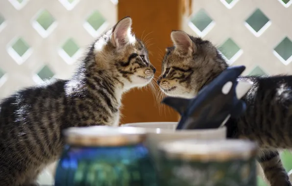 Кошки, котенок, мордочка, котята, банки, котёнок, малыши, парочка