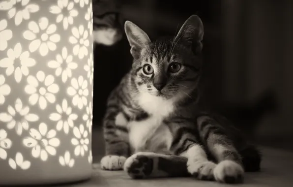 Картинка кошка, кот, светильник, черно-белое, цветочки, ночник, сидя, монохромное