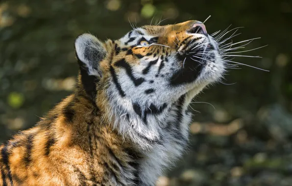 Кошка, морда, тигр, тень, профиль, амурский, ©Tambako The Jaguar