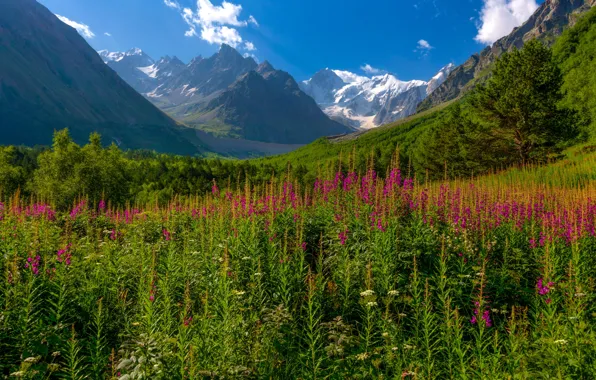 Зелень, лес, лето, небо, облака, цветы, горы, синева