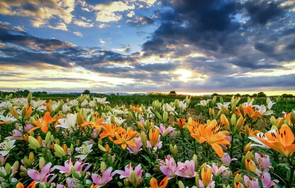 Картинка поле, небо, облака, цветы, лилии, много