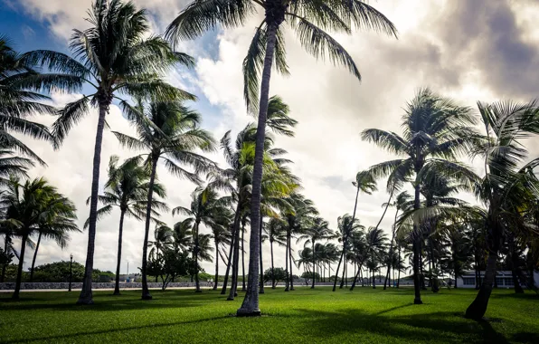 Картинка небо, трава, парк, пальма, пальмы, облако, арт, grass