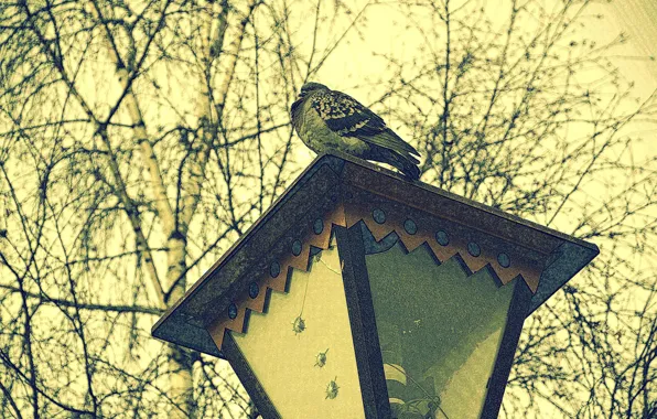 Голубь, фонарь, дерево., часовой