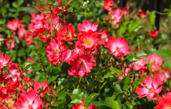 Flower, leafs, roses